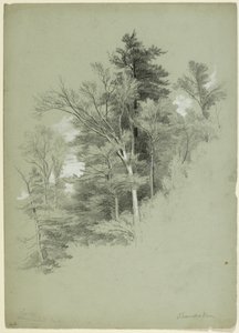 木の研究、ニューヨーク、シャンダケン、1849年（灰緑色の紙に黒鉛、白いガッシュ、白い鉛の顔料）